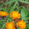 Pilosella aurantiaca